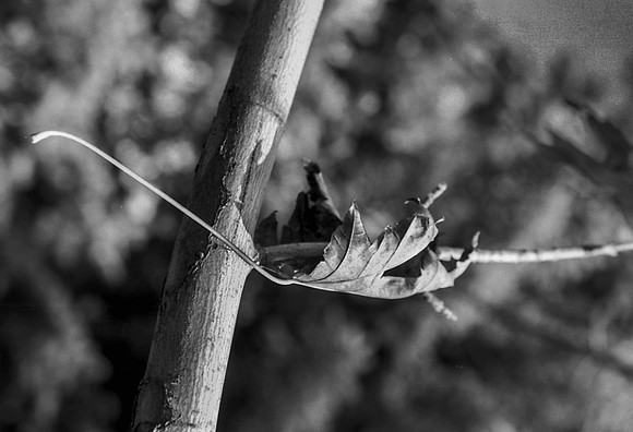 Hanging On