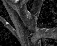 Contortion